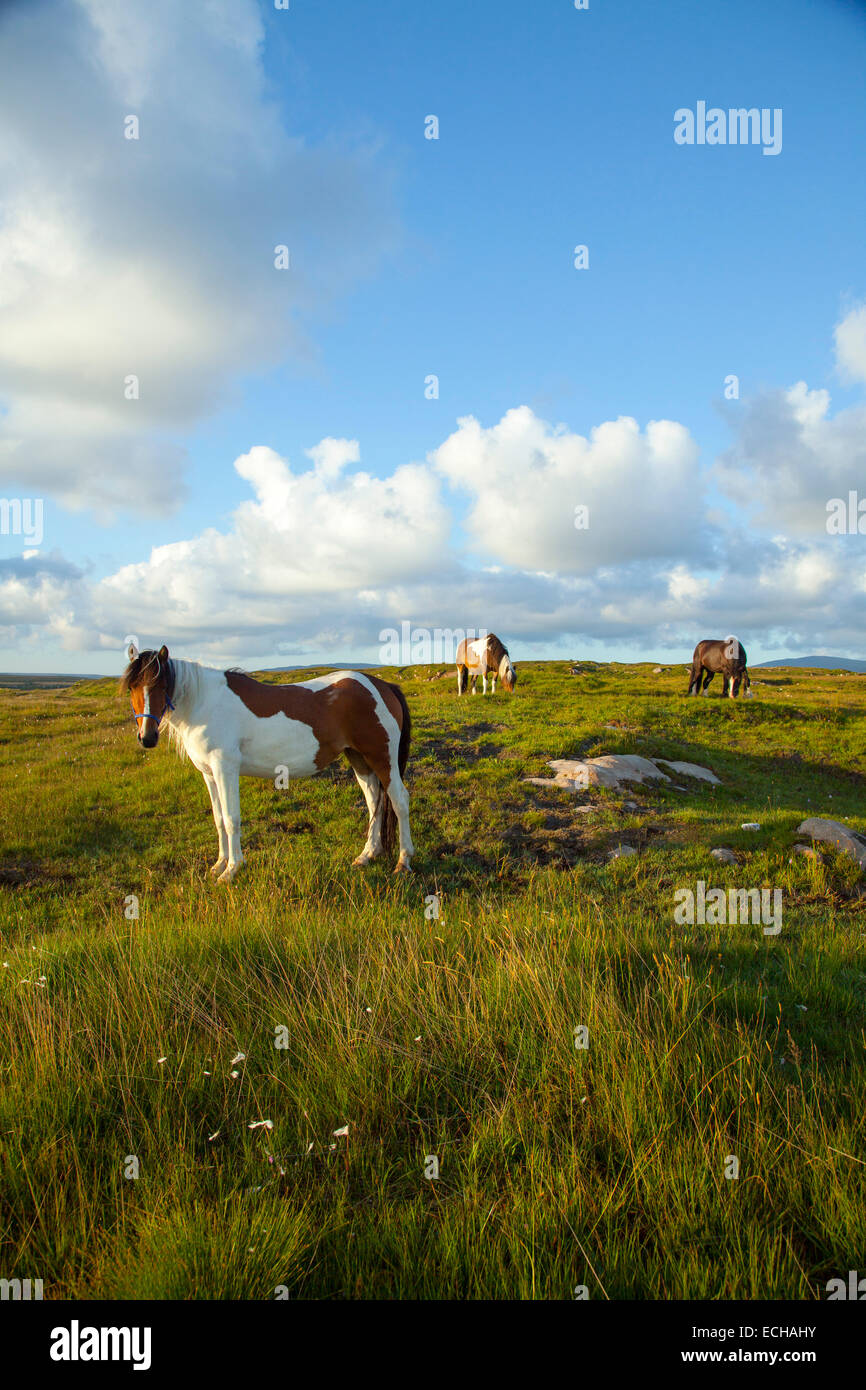 Ponys grasen auf einer Wiese, County Donegal, Irland. Stockfoto