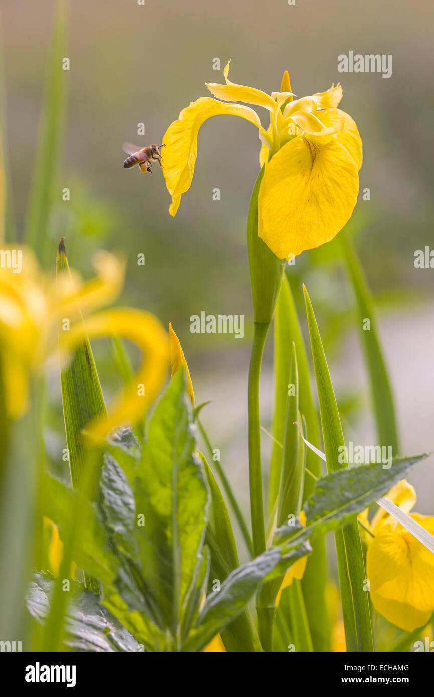 Eine fliegende Biene tragen Pollen Sacs auf seinen Beinen ernährt sich von einer gelben Fahne Iris Blume. Stockfoto