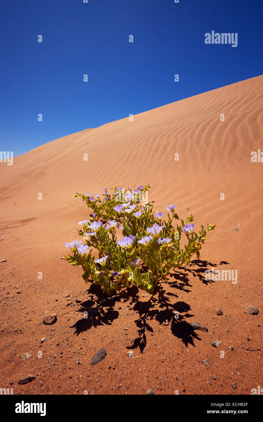 Nolana-Pflanze wächst in der Atacama-Wüste, Chile. Stockfoto