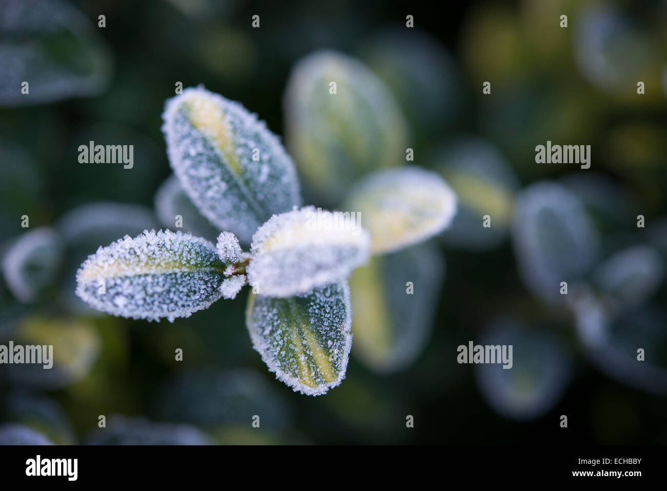Tipps von einem bunten Kasten (Buxus) Strauch an einem kalten Wintermorgen in einem englischen Garten bereift. Stockfoto