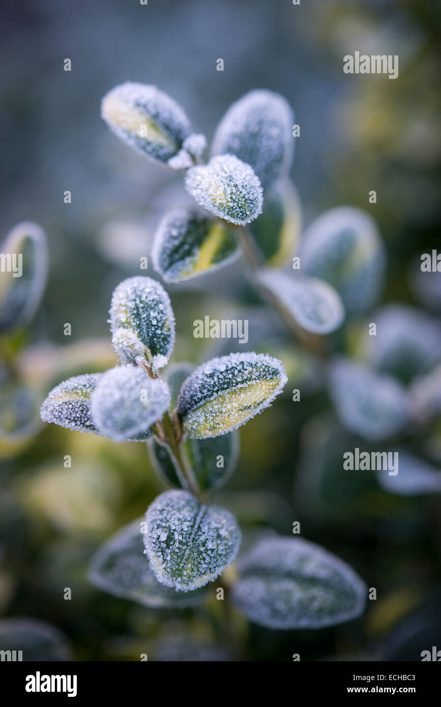 Tipps von einem bunten Kasten (Buxus) Strauch an einem kalten Wintermorgen in einem englischen Garten bereift. Stockfoto