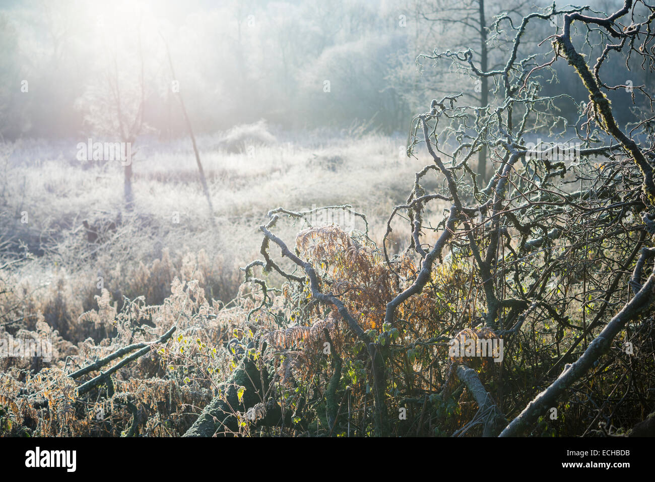 Frostiger Morgen am Etherow Landschaftspark mit Frost auf gefallene Äste und Gräser. Stockfoto