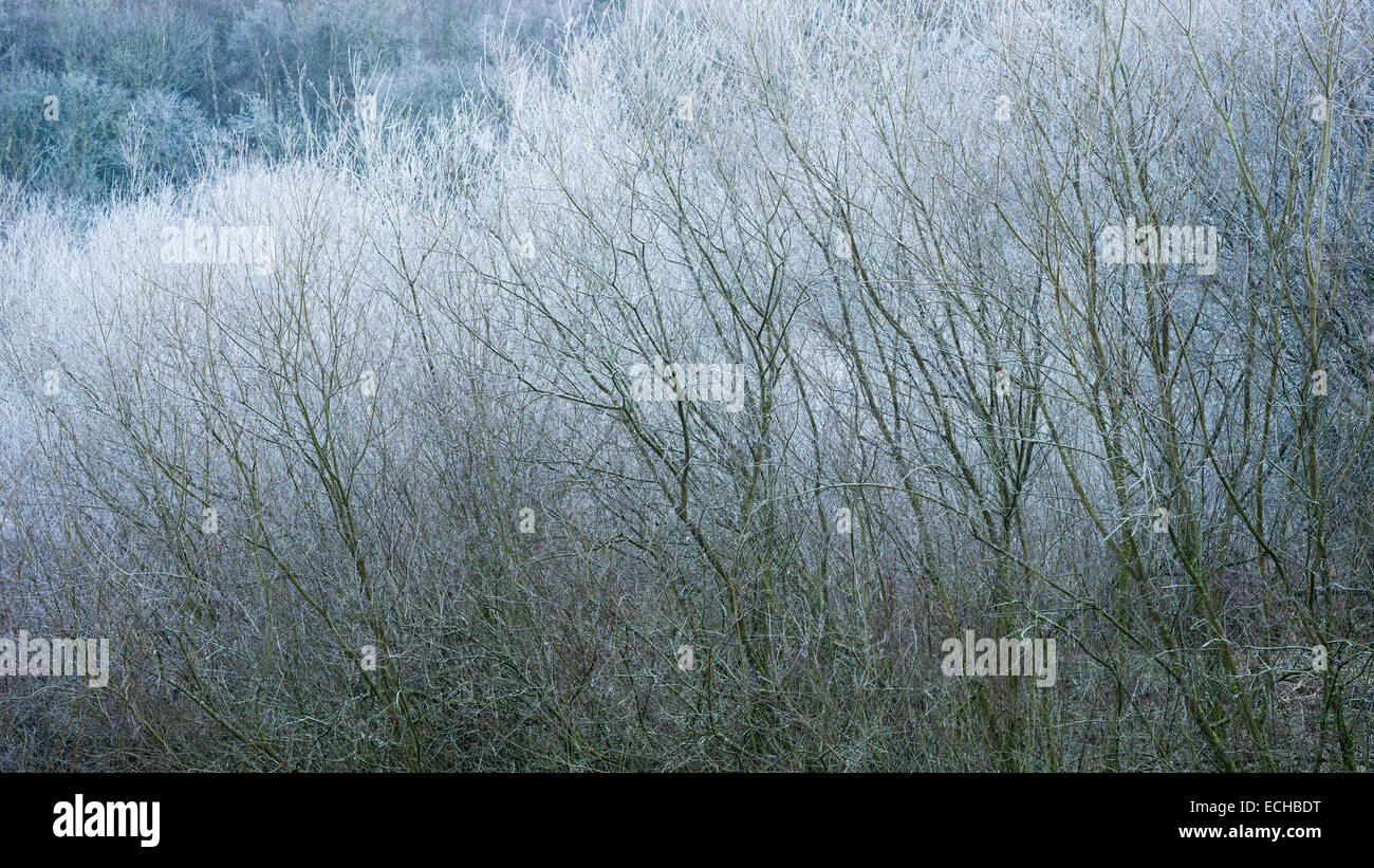 Feine Äste von frosted Willow neben dem Fluß Etherow Country Park in Stockport, Cheshire. Stockfoto