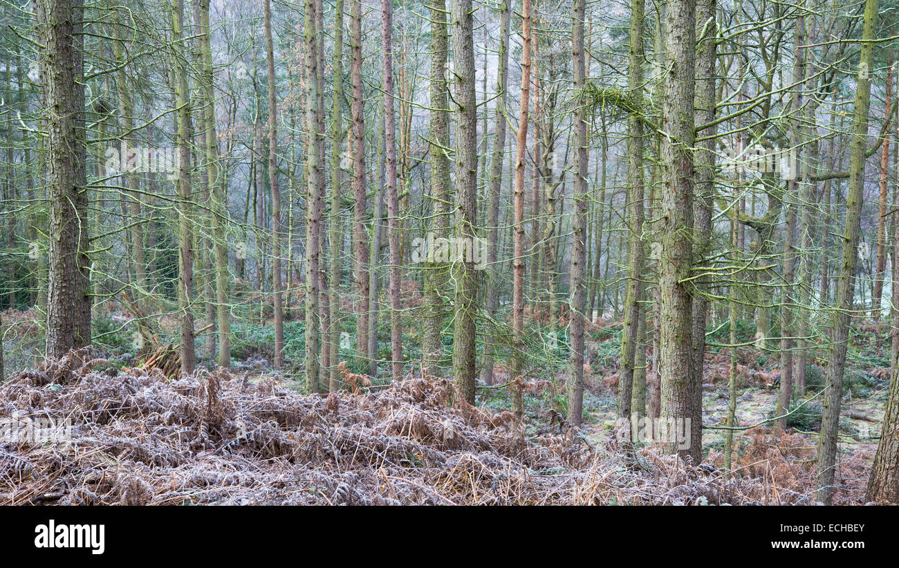 Wald-Kiefern im Winter. WInter-Farbe in den Bäumen und mattierte Bracken unter. Aufgenommen in Erncroft Wald, Compstall. Stockfoto