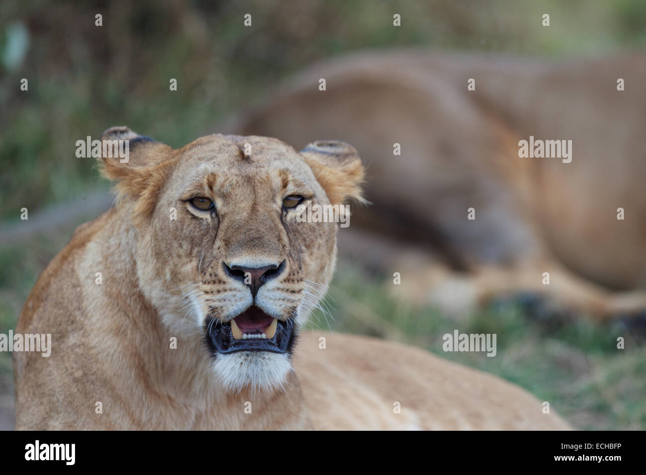 Löwin Porträt Savanne Masai Mara Kenia safari Stockfoto