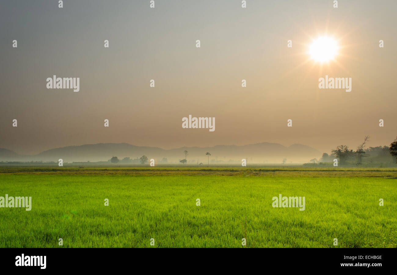 Die Landschaft von Reisfeldern und Sunrise Dawn. Stockfoto