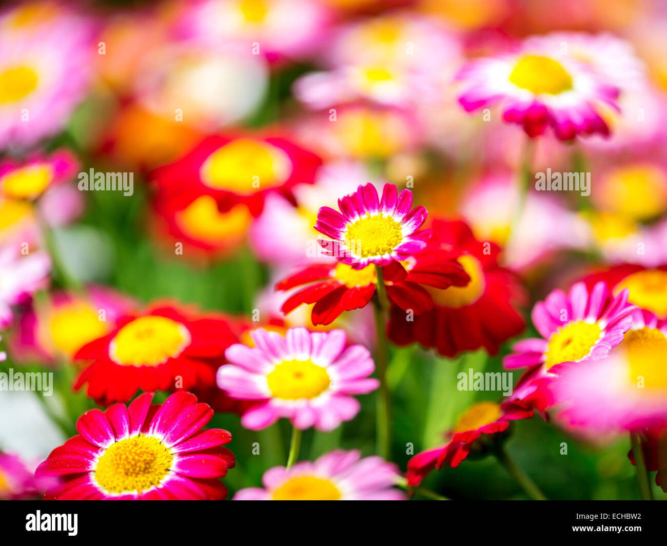 Sommerblume in Schweden Stockfoto