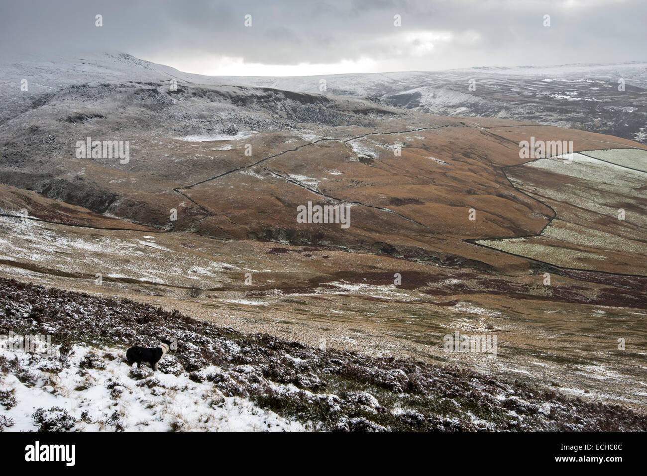 Frühen Winterschnee auf den Hügeln oberhalb von Glossop im Peak District. Ein Border-Collie steht Blick über die Landschaft. Stockfoto