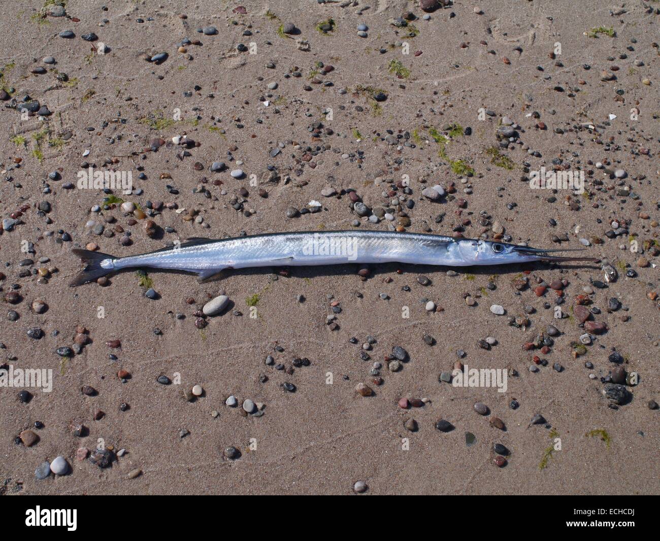 lange Hornhecht auf Sand Hintergrund Stockfoto