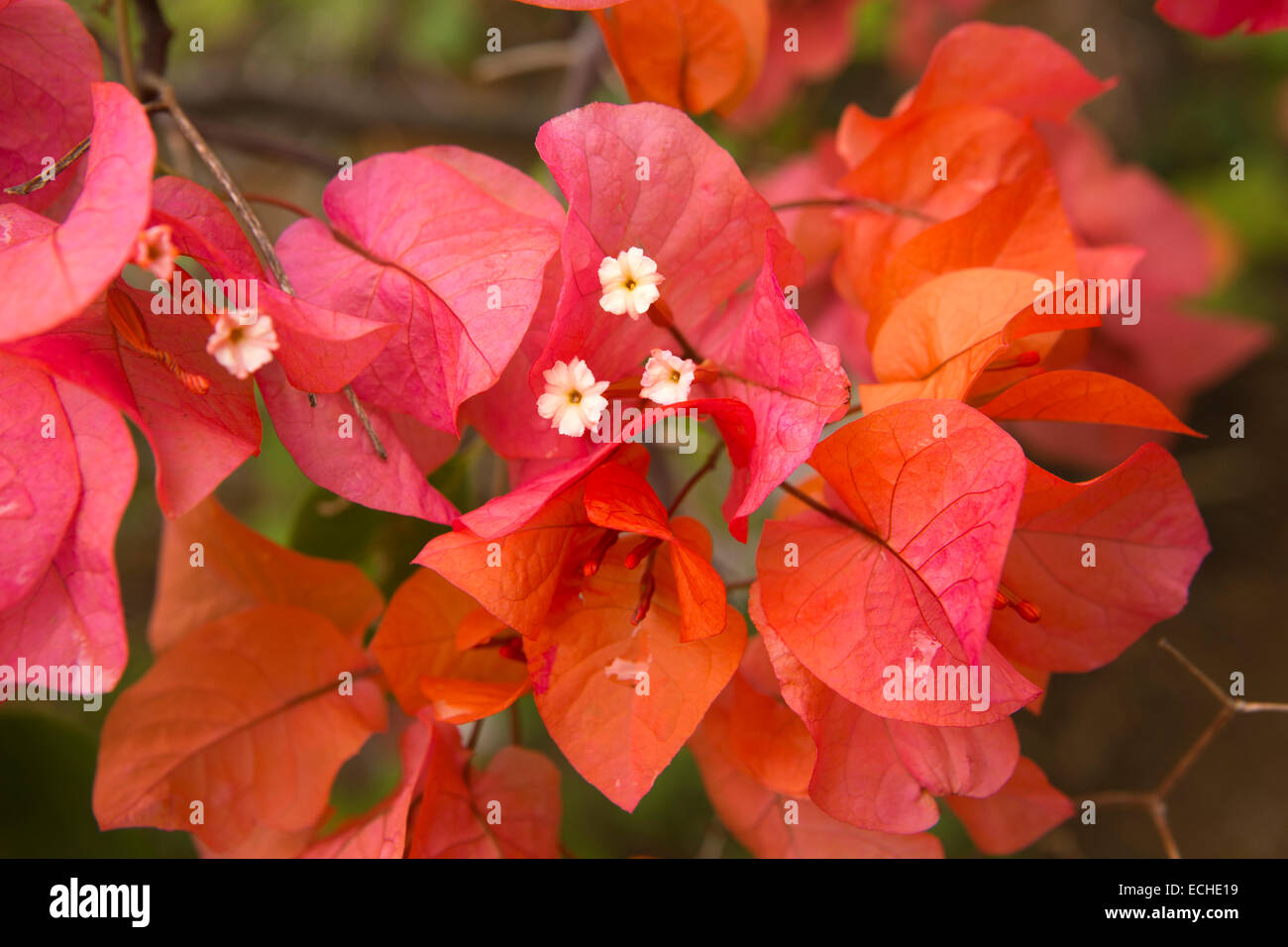 Mauritius, Mahebourg, tropischer Flora, rote Bougainvillea Blüten mit weißen Hochblättern Stockfoto