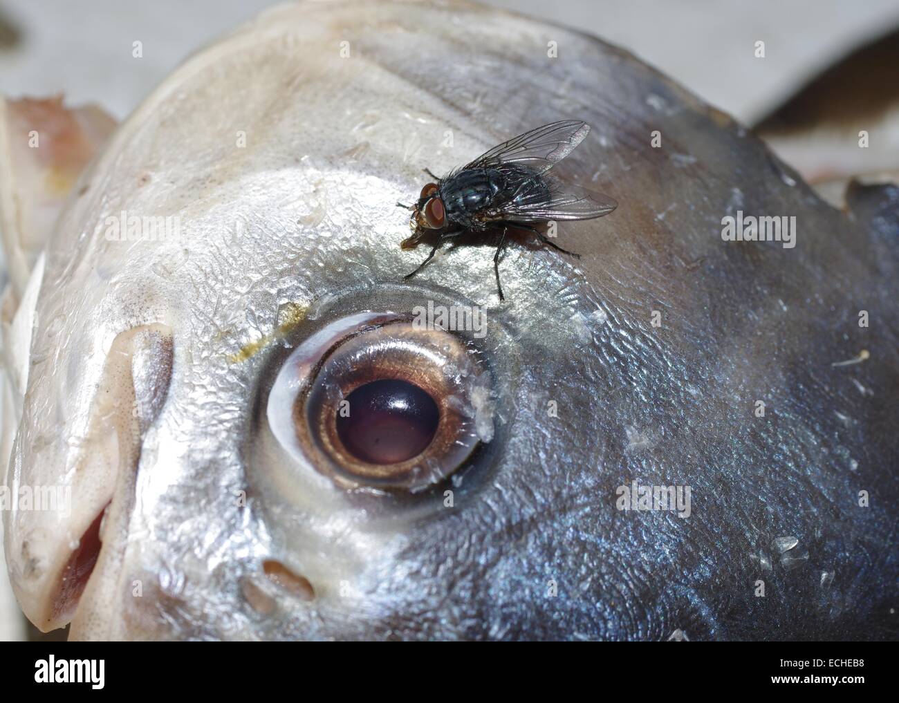 Fliegen Sie auf tote Fische Kopf Stockfoto