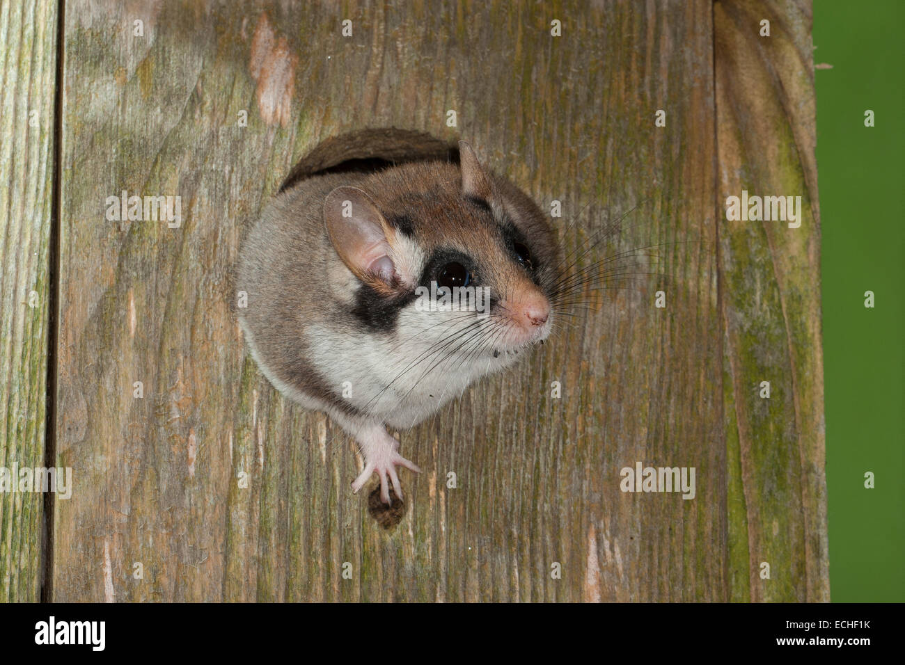 Gartenschläfer Fotos und Bildmaterial in hoher Auflösung Alamy