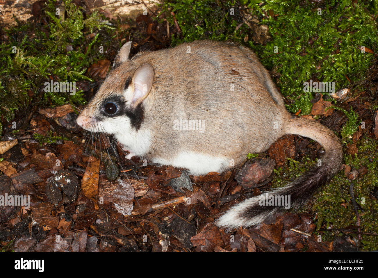 Garten-Siebenschläfer, Garten-Siebenschläfer, Gartenschläfer, Garten-Schläfer, Eliomys Quercinus, Lérot Stockfoto