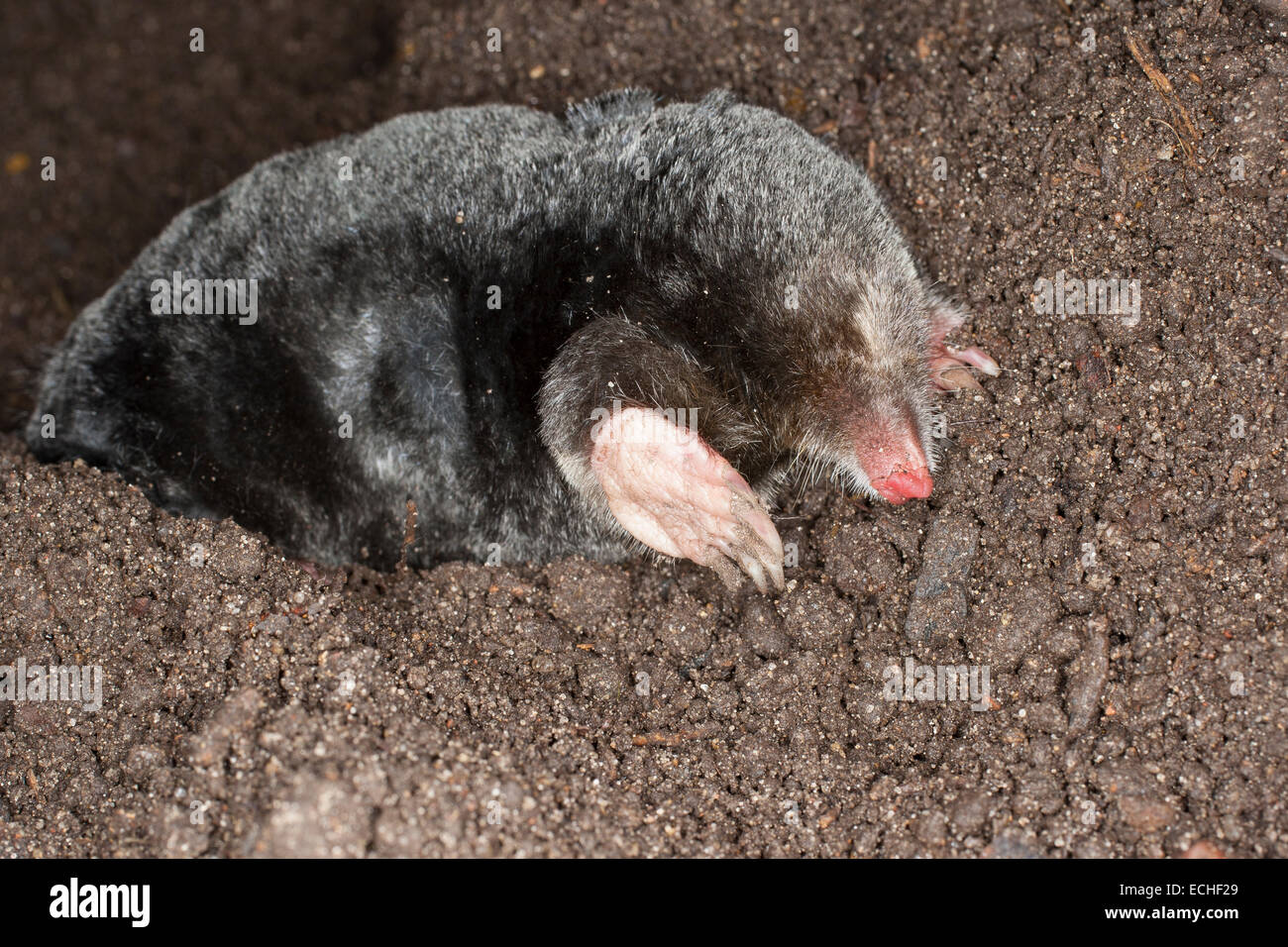 Europäischer Maulwurf, gemeinsame Maulwurf, nördlichen Maulwurf