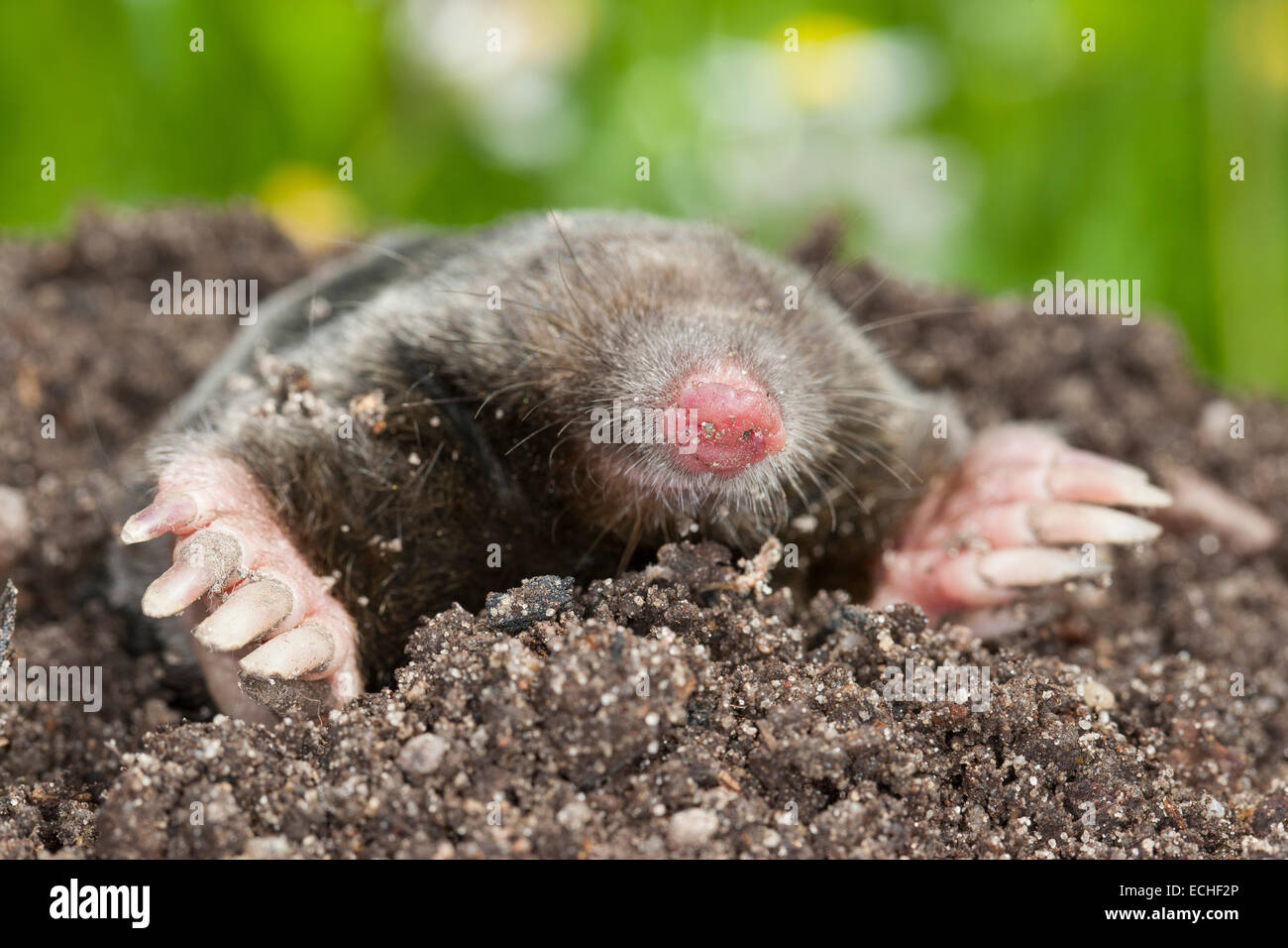 Europäischer Maulwurf, gemeinsame Maulwurf, Maulwurf, Maulwurfshügel, Maulwurf, Maulwurfshügel, Europäischer Maulwurf, Talpa Europaea, Taupe Gemeinde Stockfoto