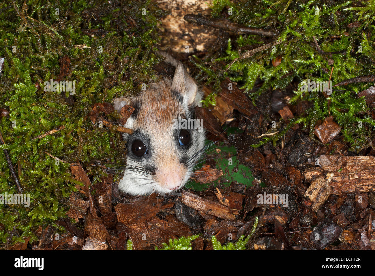 Gartenschlafsaal Stockfotos und bilder Kaufen Alamy