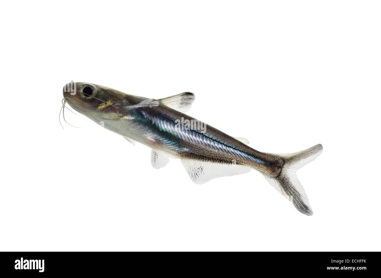 tropische Fische Pangasius Hypophthalmus auf weißem Hintergrund Stockfoto