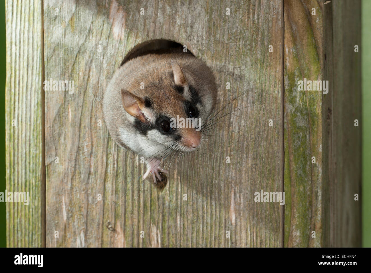 Garten-Siebenschläfer, Garten-Siebenschläfer, Nistkasten, Vogelhaus, Gartenschläfer, Garten-Schläfer, Nistkasten, Eliomys Quercinus, Lérot Stockfoto