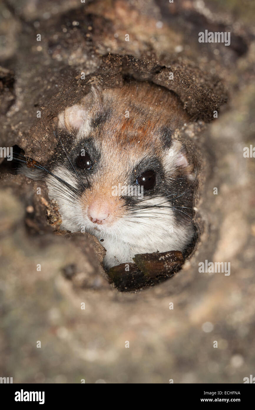 Garten-Siebenschläfer, Garten-Siebenschläfer, Baum-Höhle, Höhle, Gartenschläfer, Garten-Schläfer, Baumhöhle, Nest, Eliomys Quercinus, Lérot Stockfoto