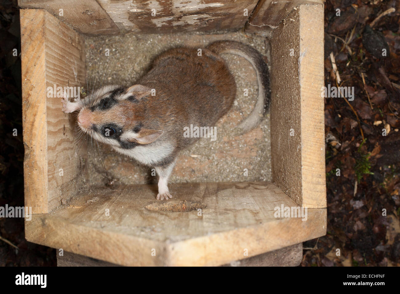 Garten-Siebenschläfer, Garten-Siebenschläfer, Nistkasten, Vogelhaus,  Gartenschläfer, Garten-Schläfer, Nistkasten, Eliomys Quercinus, Lérot  Stockfotografie - Alamy