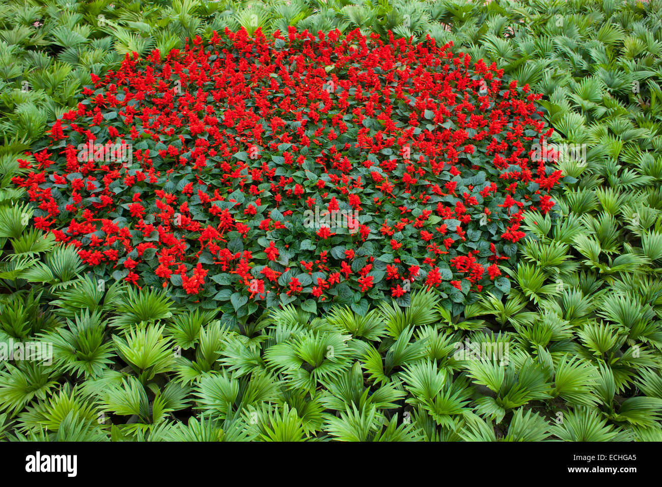 Dhaka, Bangladesch. 15. Dezember 2014. Gärtner gemacht Design der Bangladeshi Flg mit Blumen und Rasen vor nationalen Märtyrer Denkmal anlässlich des Tag des Sieges. Aufwändigen Vorbereitungen wurden getroffen, in und um die nationalen Mausoleum, wo Tausende von Menschen, auf den Tag des Sieges treffen werden, der Befreiungskrieg Märtyrer zu huldigen. Bildnachweis: Zakir Hossain Chowdhury Zakir/Alamy Live-Nachrichten Stockfoto