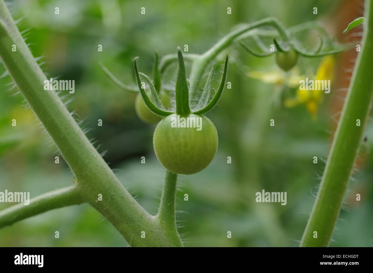 grüne Tomaten und Blumen wachsen auf einem Ast Stockfoto