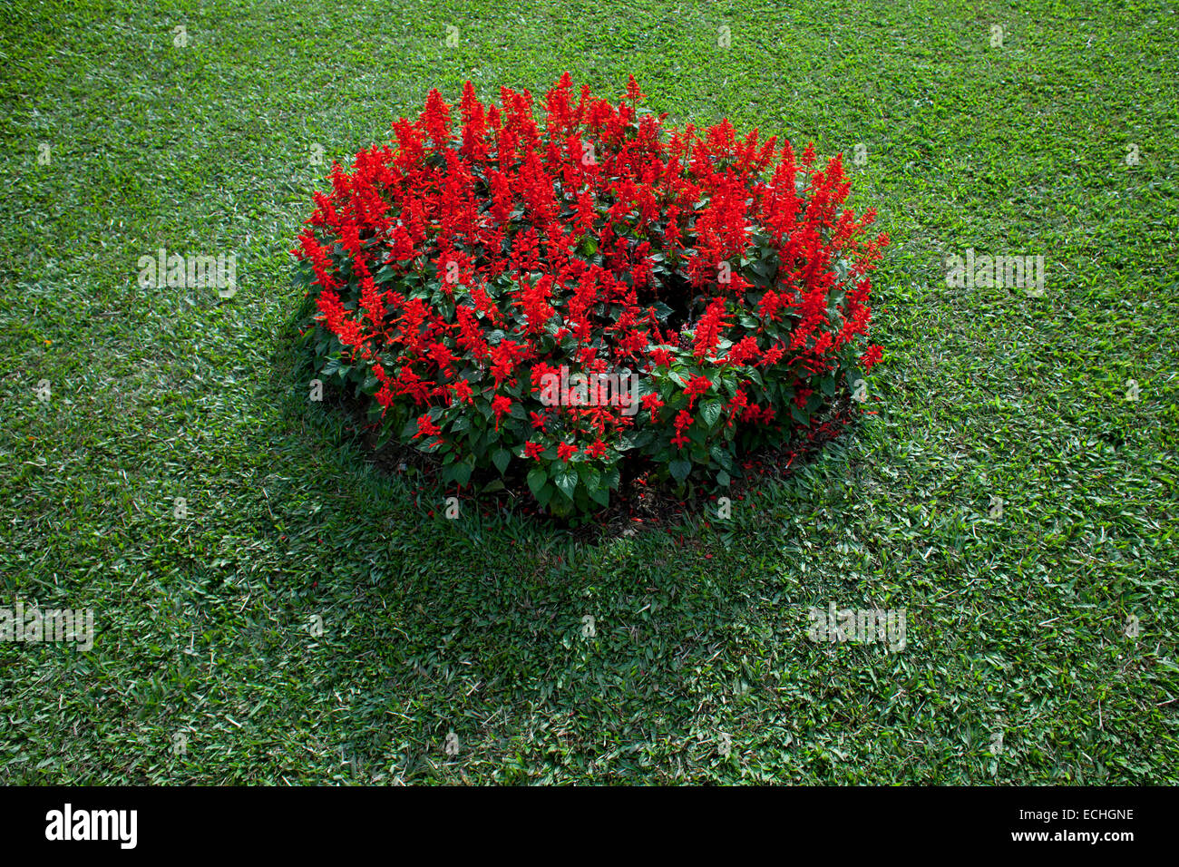 Dhaka, Bangladesch. 15. Dezember 2014. Gärtner gemacht Design der Bangladeshi Flg mit Blumen und Rasen vor nationalen Märtyrer Denkmal anlässlich des Tag des Sieges. Aufwändigen Vorbereitungen wurden getroffen, in und um die nationalen Mausoleum, wo Tausende von Menschen, auf den Tag des Sieges treffen werden, der Befreiungskrieg Märtyrer zu huldigen. Bildnachweis: Zakir Hossain Chowdhury Zakir/Alamy Live-Nachrichten Stockfoto