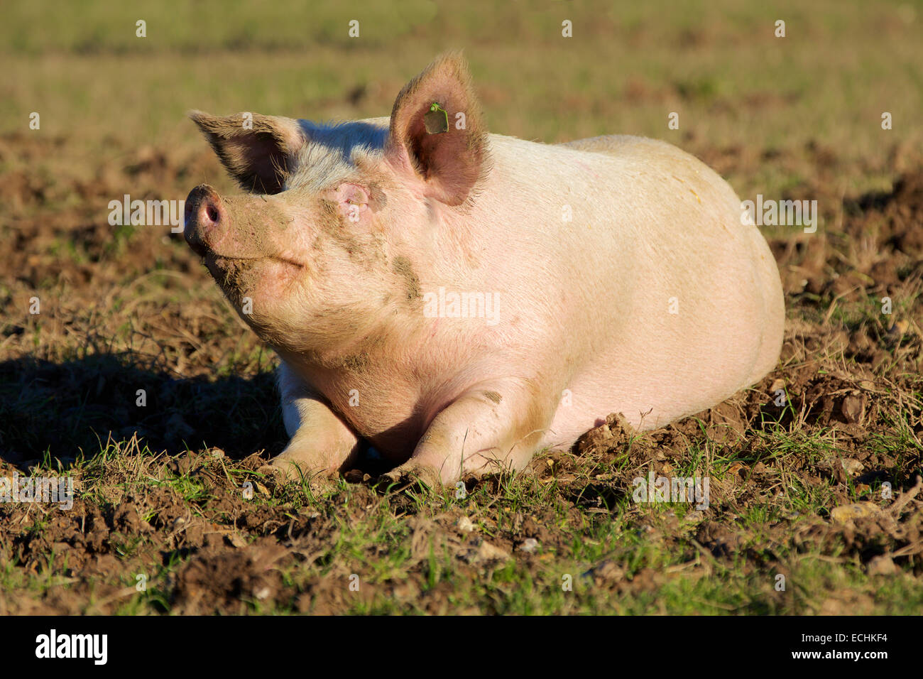 Zufriedenes Schwein. Einsamer rosa Schwein schwelgen in einem schlammigen Feld. Stockfoto
