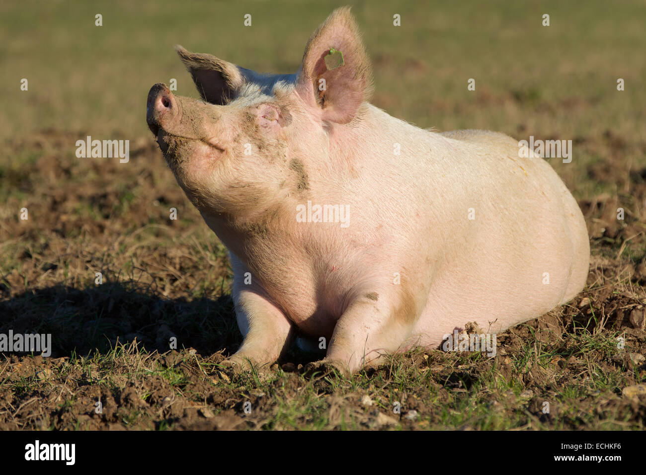 Zufriedenes Schwein. Einsamer rosa Schwein schwelgen in einem schlammigen Feld. Kopf und Nase in die Luft unter der Sonne. Stockfoto