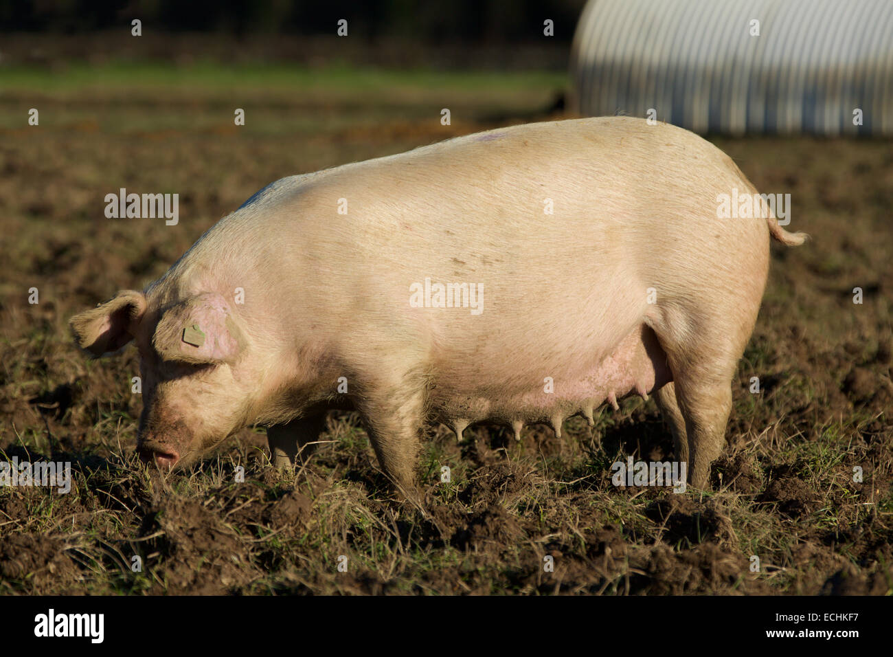 Zufriedenes Schwein. Einsamer rosa Schwein schwelgen in einem schlammigen Feld und Nahrungssuche Stockfoto