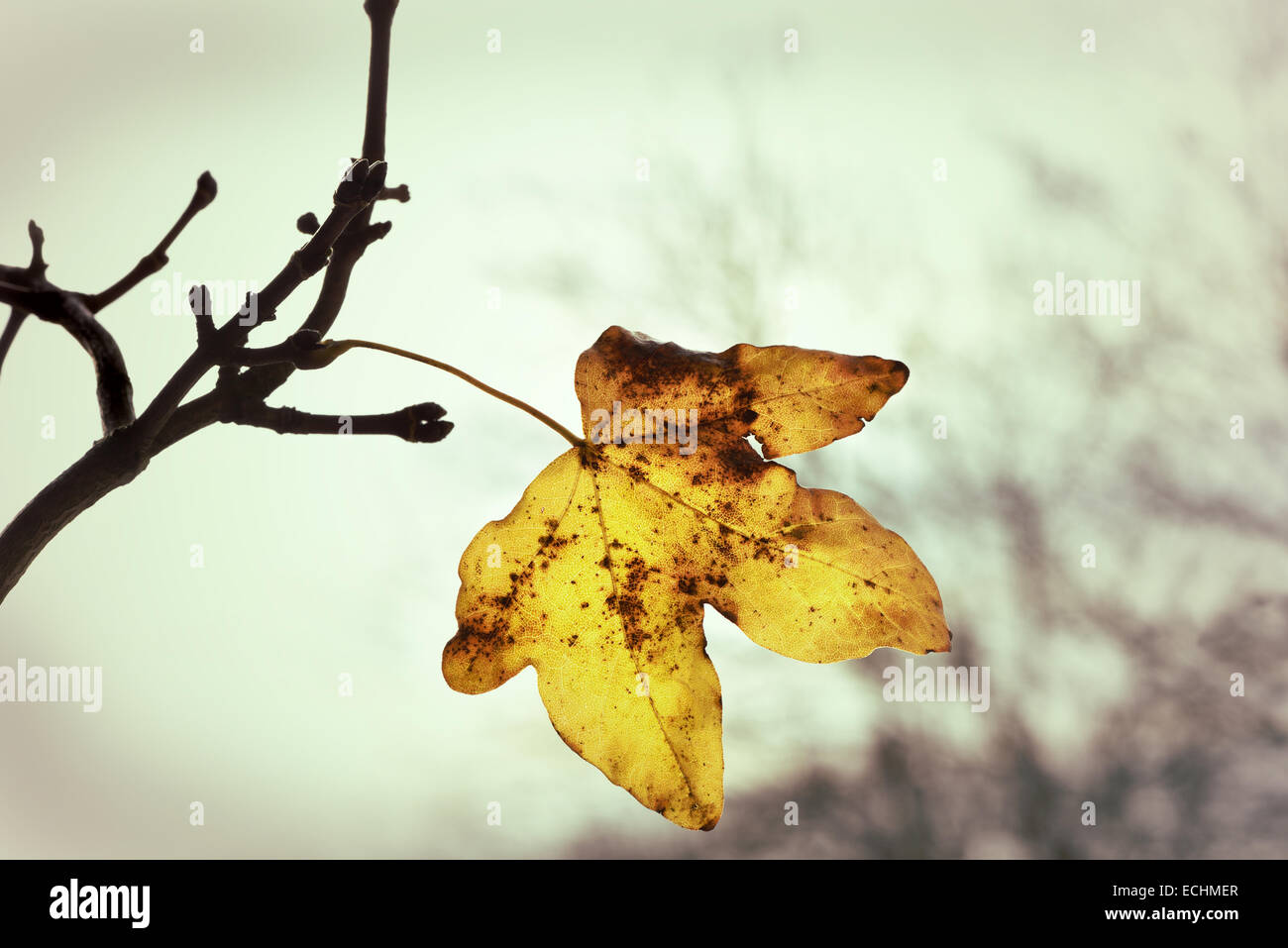 Das letzte Blatt des Herbstes vor einem nebligen Hintergrund mit angewandter Lomo-Effekt Stockfoto