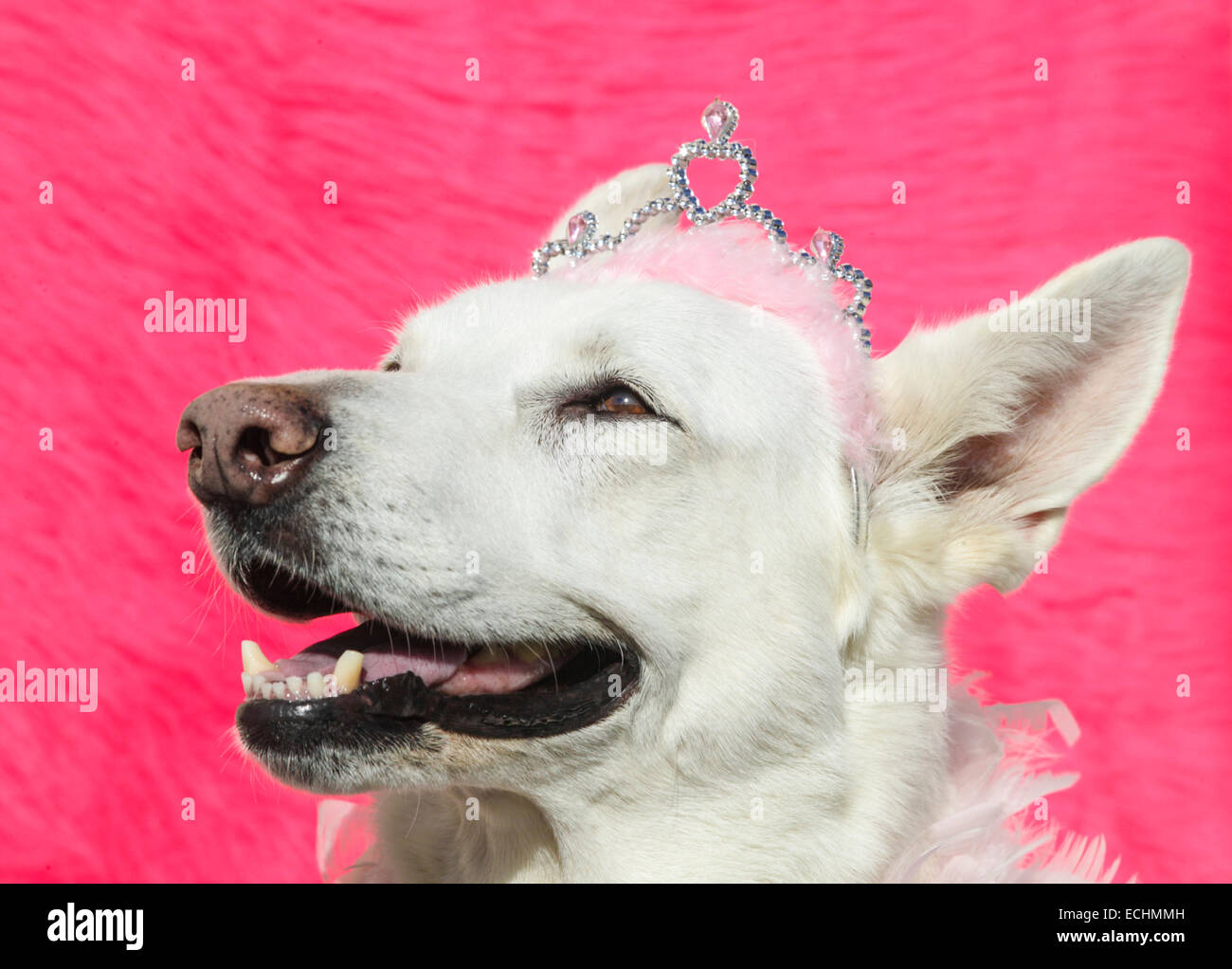 Weiße Schäferhund trägt Tiara und boa Stockfoto