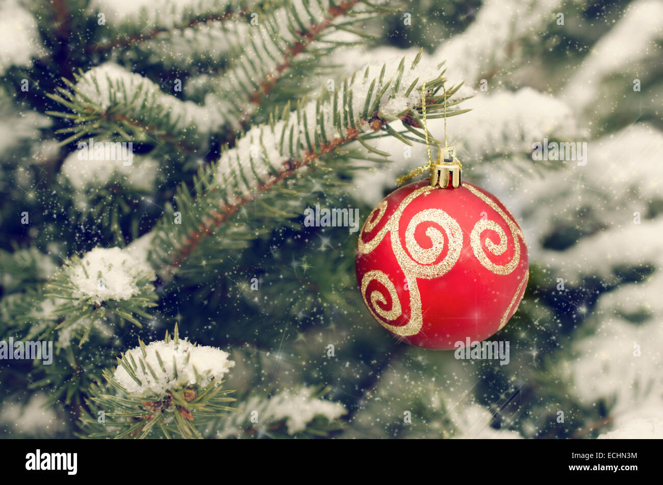 Weihnachtskugel rot hängen an verschneiten Tannen Zweig Stockfoto