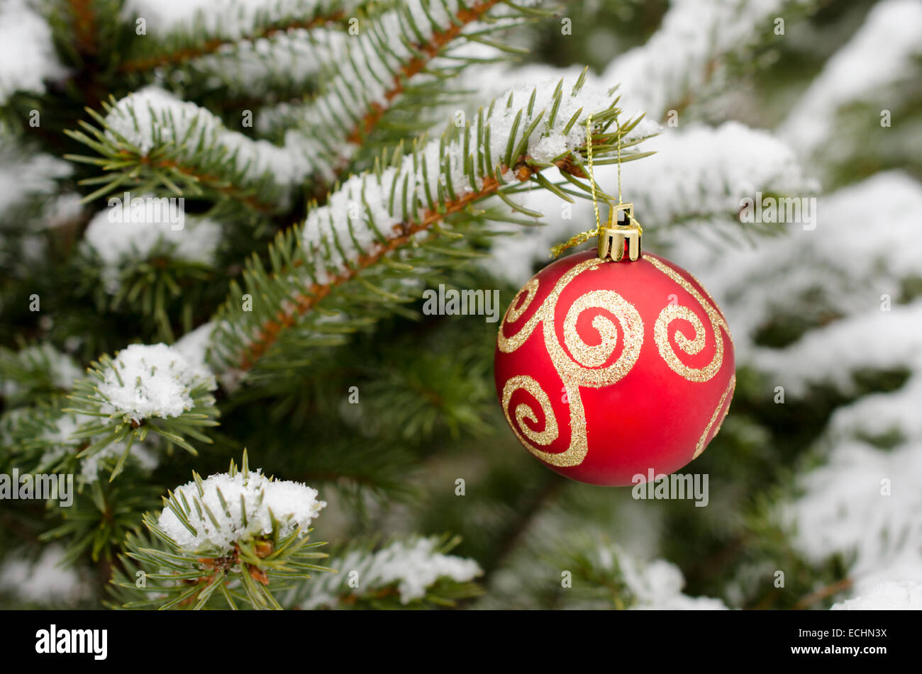 Weihnachtskugel rot hängen an verschneiten Tannen Zweig Stockfoto