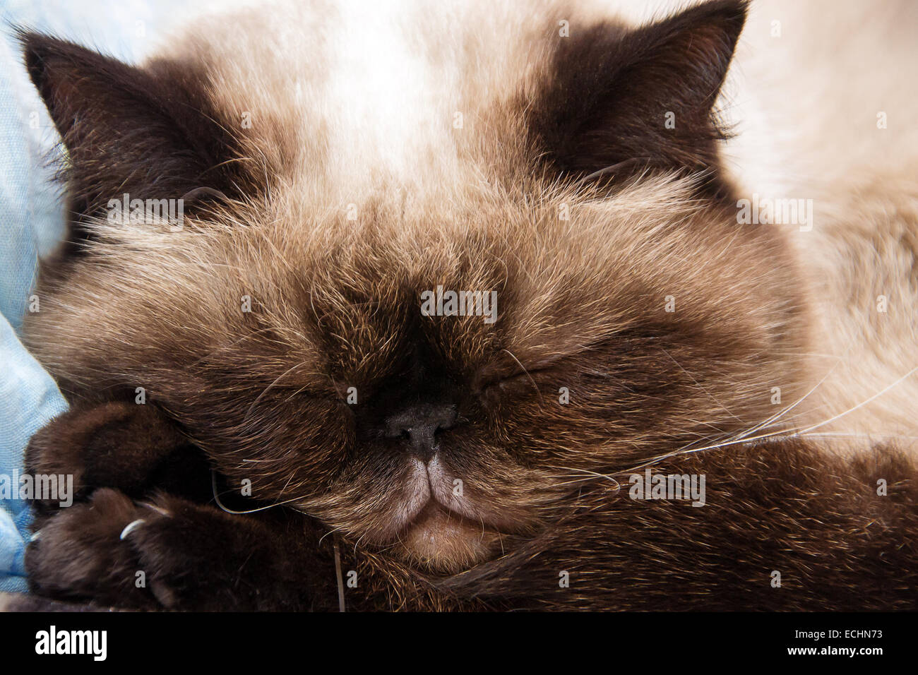 Katze schläft Pfoten unter dem Kopf gestellt Stockfoto