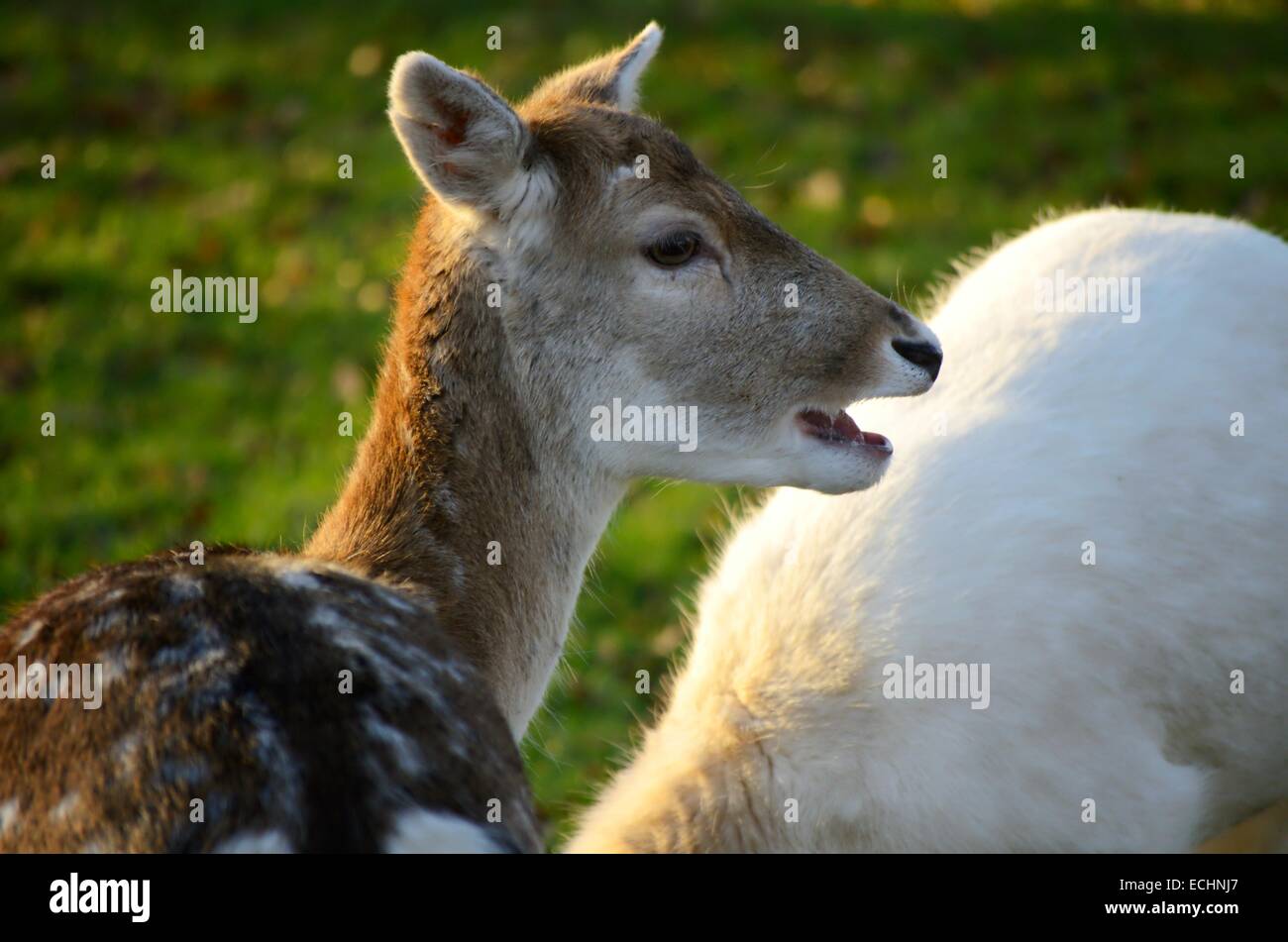 Damwild in Golders Hill Park in London, England Stockfoto