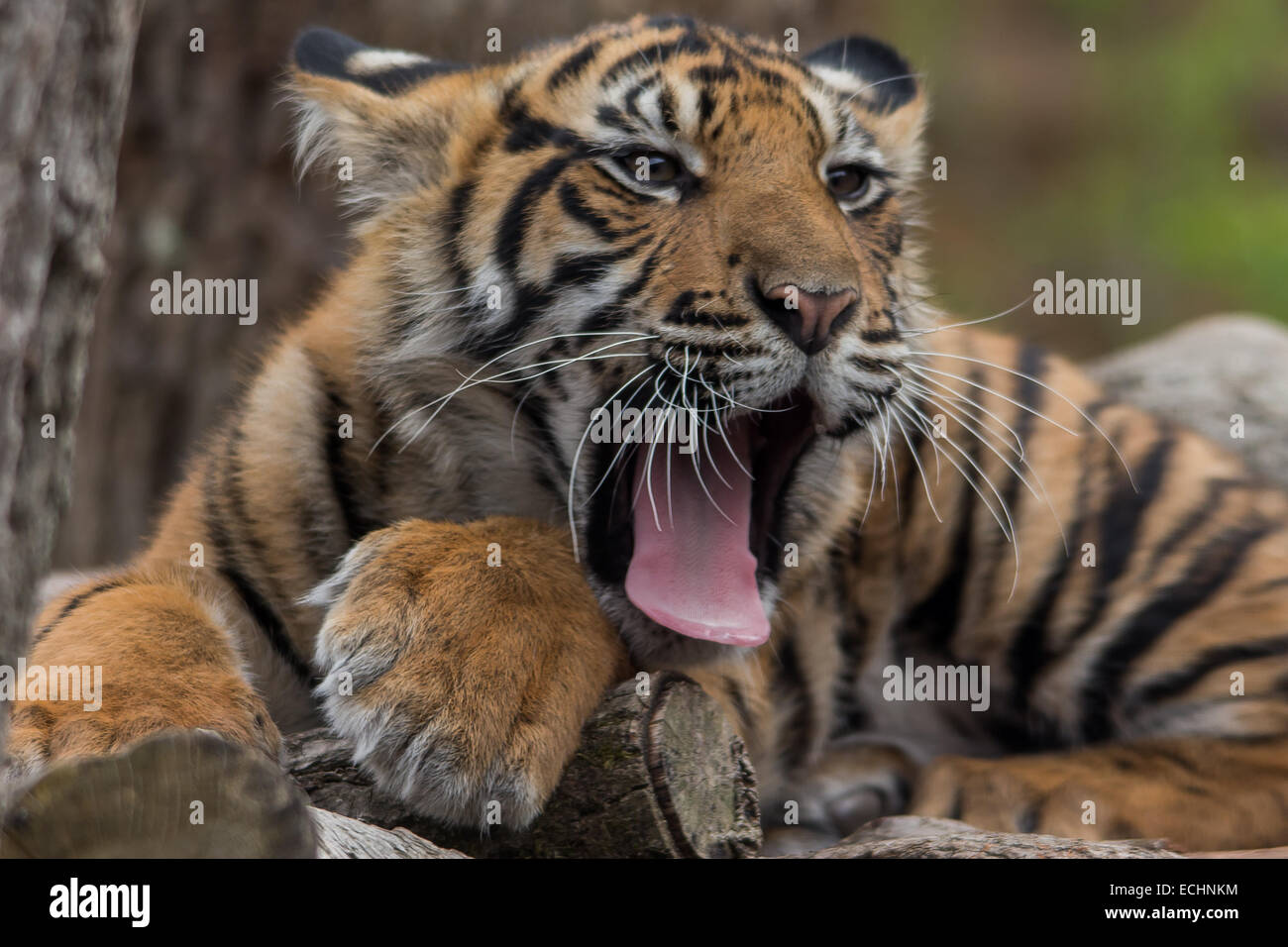 Ein Farbfoto von einem Sumatran Tiger Cub nur aufwachen. Stockfoto