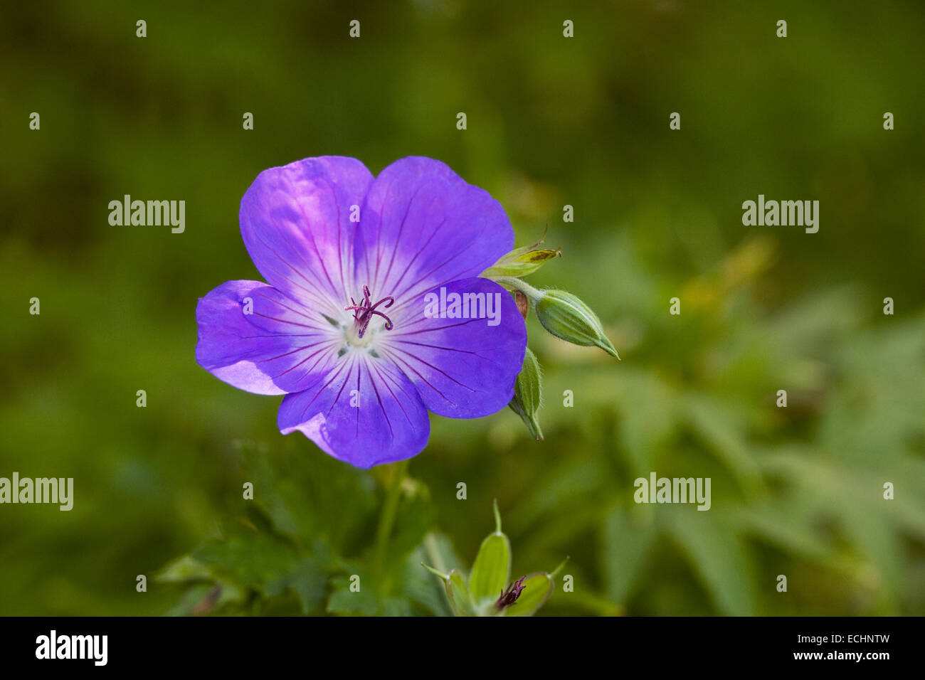 Blaue Blumen winterharte Geranie Stockfotografie Alamy
