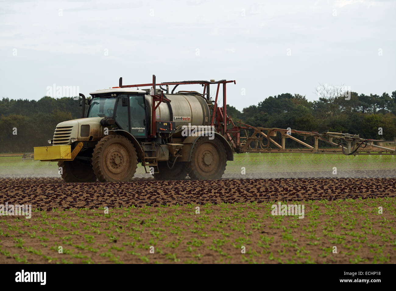 Blattsalate mit Pestiziden besprüht Stockfoto