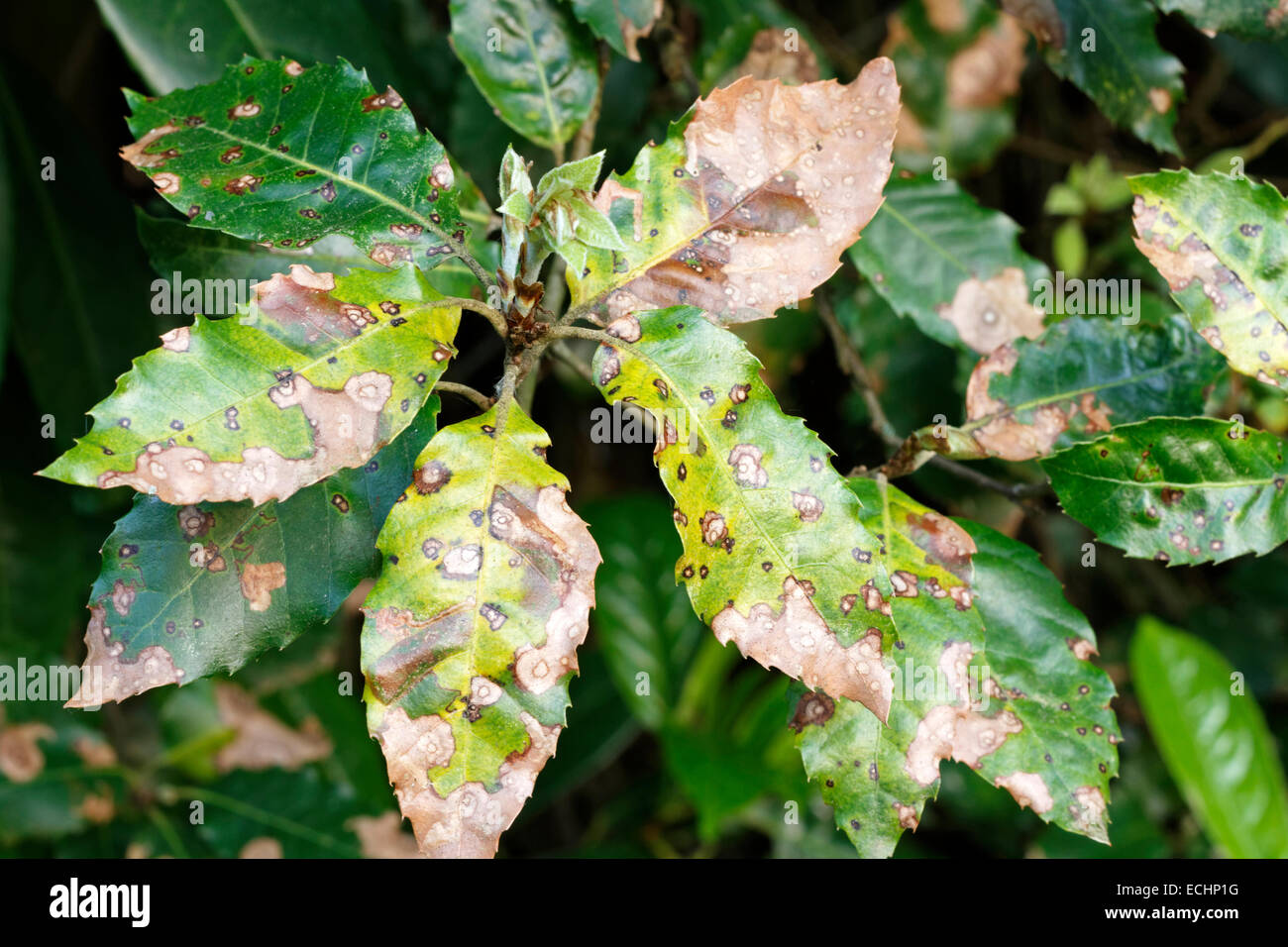 Blatt aus der Quercus Ilex Pflanze beschädigt durch
