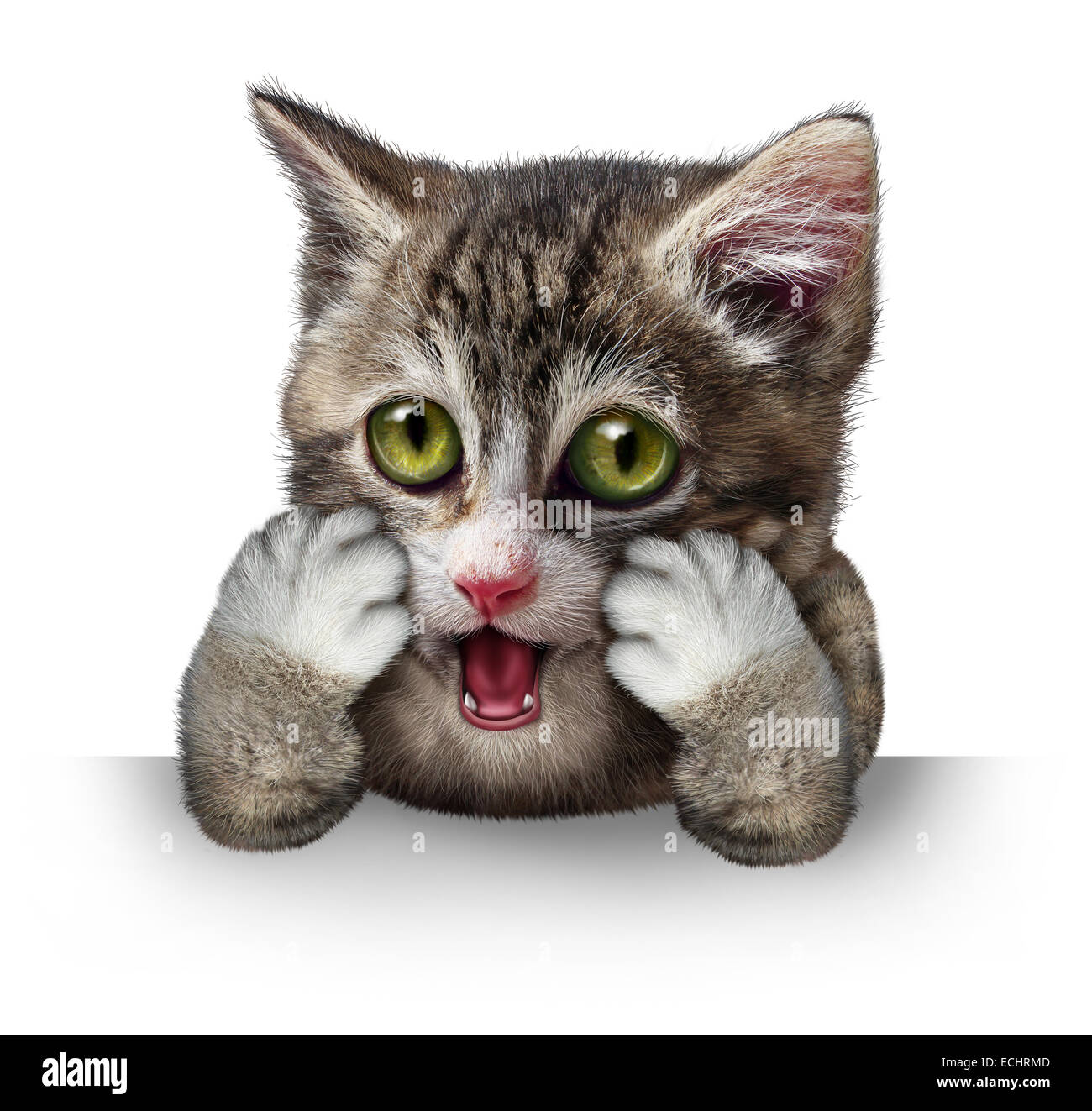 Cat-Figur als ein reinrassiges Kätzchen mit einem anthropomorphen Ausdruck der Angst auf einem horizontalen leere Schild auf einem weißen Hintergrund überrascht. Stockfoto