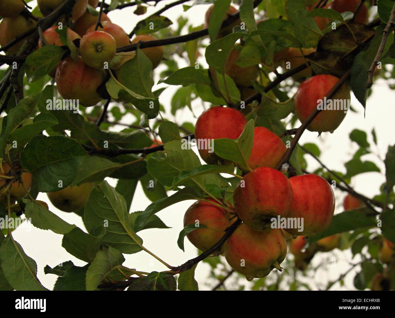 Die Reifen Äpfel auf dem Baum mit weißem Hintergrund Stockfoto