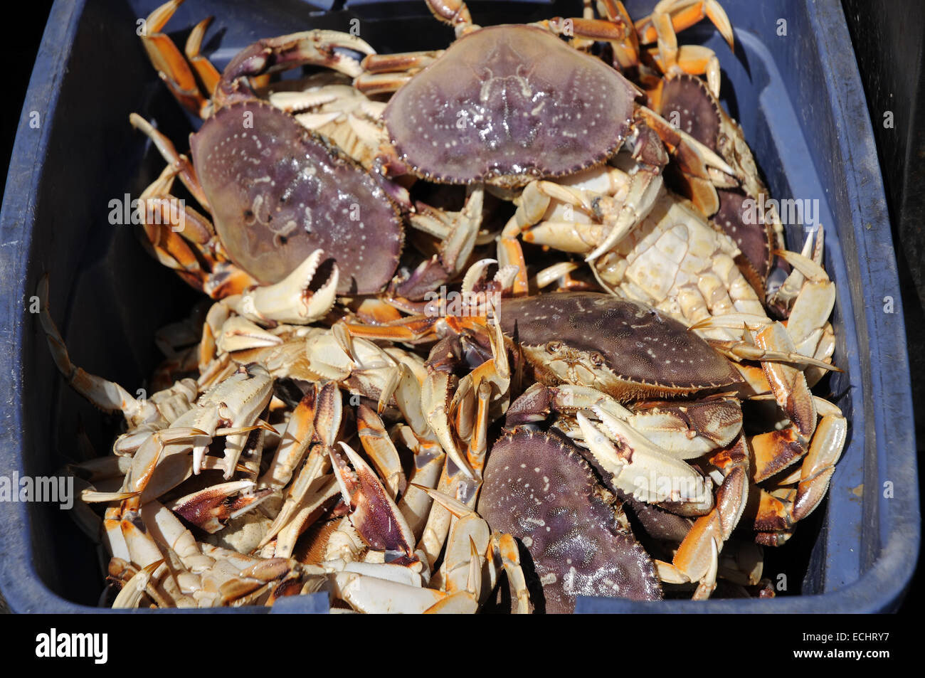 Krabben auf dem Markt Stockfoto