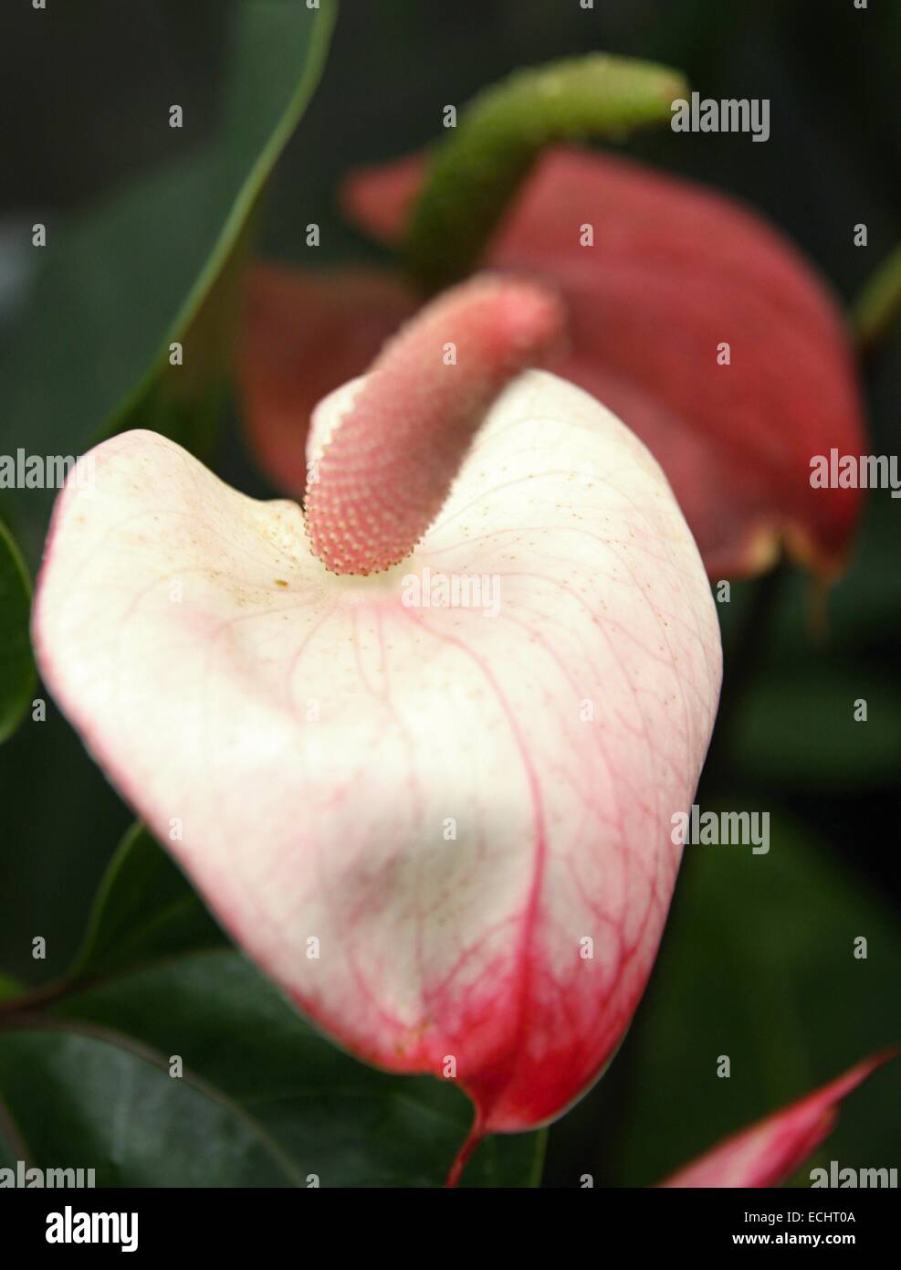 Rose Flamingo Blumen und grünen Blättern Stockfoto