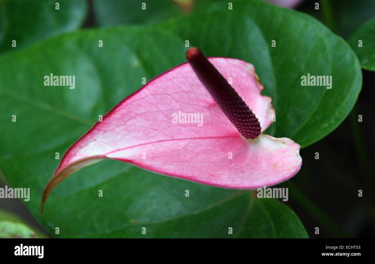 Rose Flamingo Blume und Natur Hintergrund Stockfoto