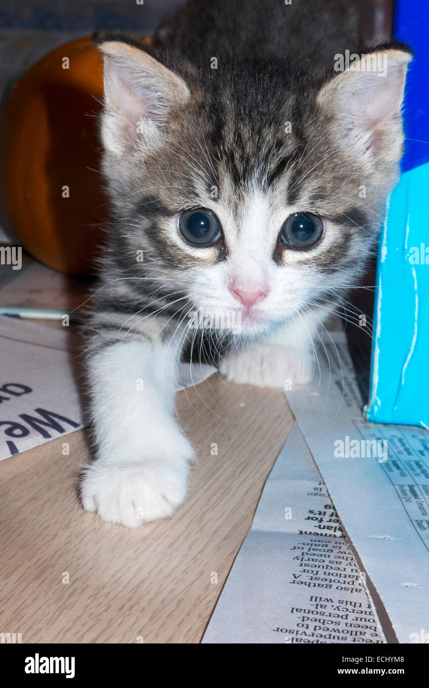 Graue Tiger Tabby Kitten stalking. Stockfoto