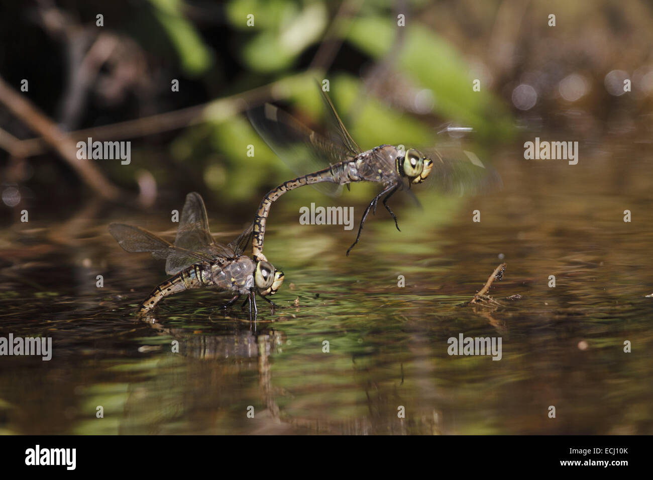 Australische Kaiser Libelle Hemianax Papuensis zu koppeln, Paarung und Hinterlegung von Eiern Stockfoto