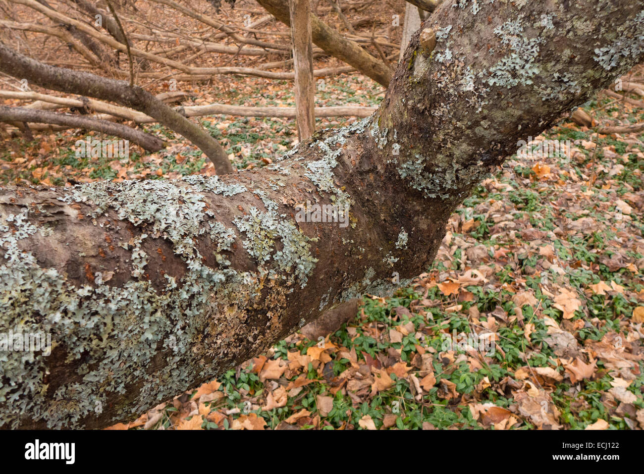 Toter Baum mit Flechten bedeckt. Stockfoto