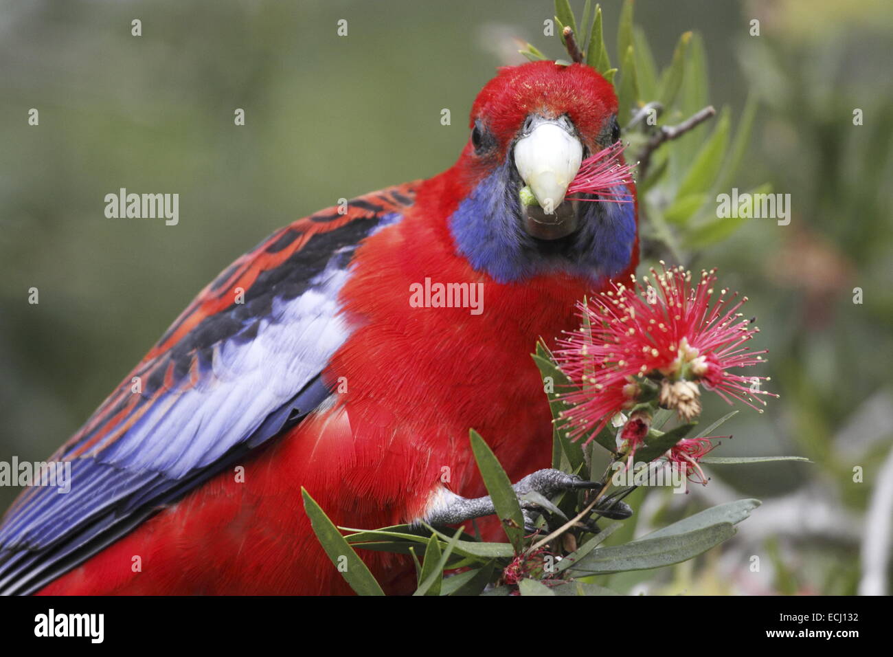 Blau-cheeked Pennantsittich, Platycerus Caledonicus, alleinstehenden rote Bottlebrush Blumen Essen Stockfoto