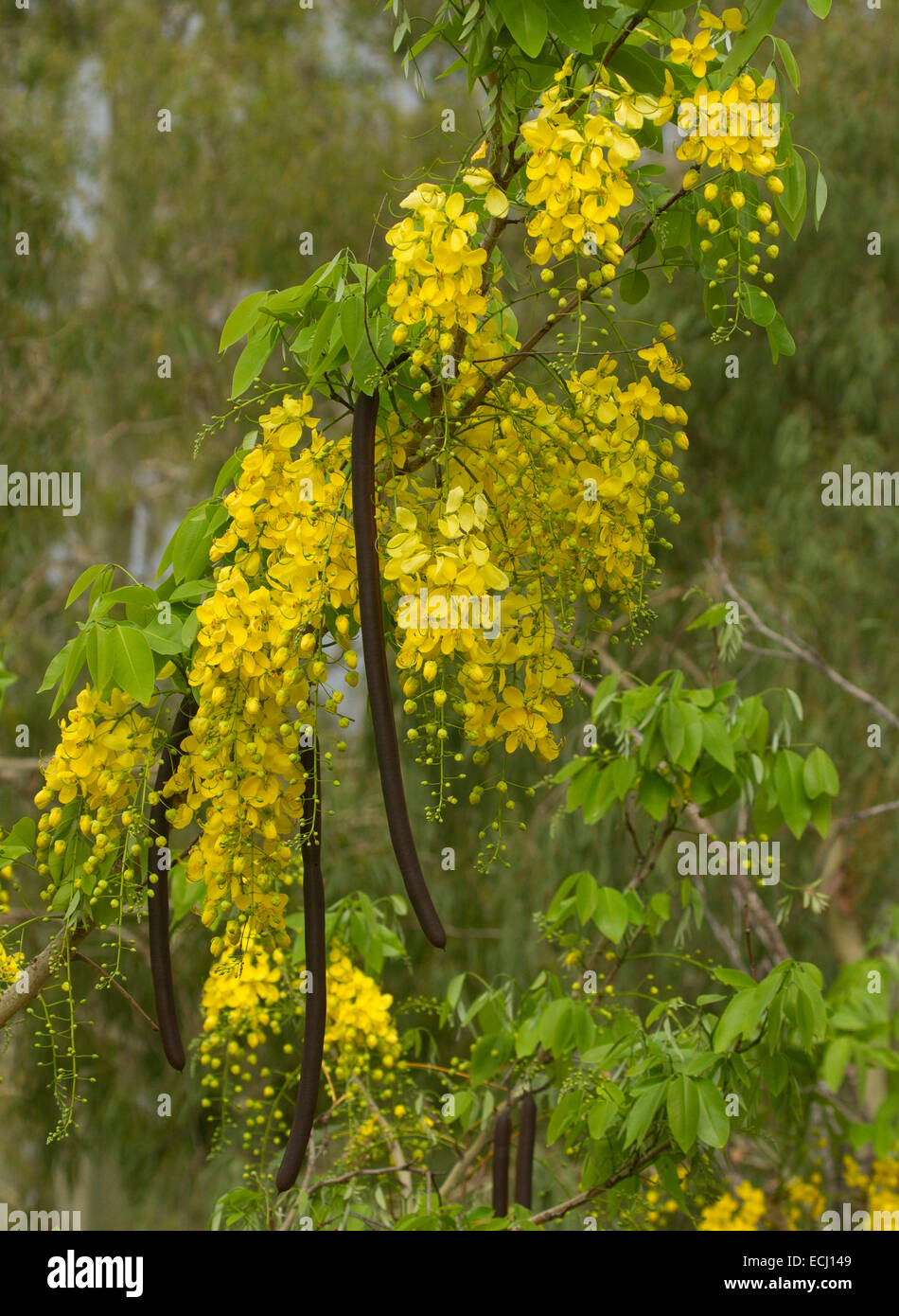 Langen Rispen von gelben Blüten, lange Samenkapseln & grünen Blättern von Cassia Fistula, Golden Shower Tree, Blumenemblem von Thailand Stockfoto